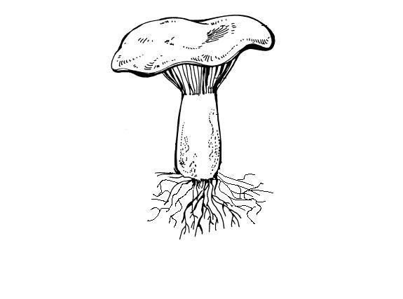 Строение гриба лисички схема