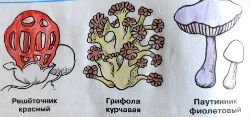 Используя рисунок учебника раскрась грибы из красной книги России