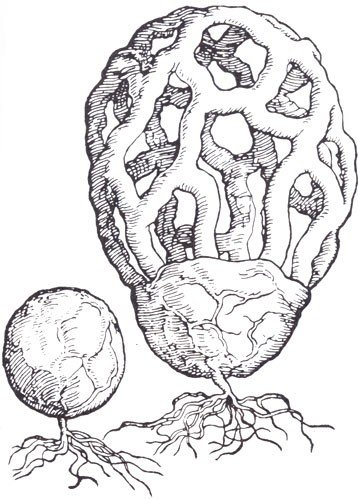 Гриб решеточник красный раскраска