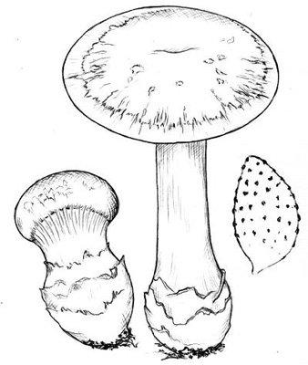 Нарисовать гриб паутинник фиолетовый