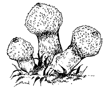 Дождевик гриб несъедобный