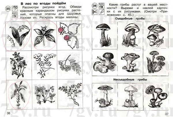 Опасные растения и грибы 3 класс окружающий мир раскраски
