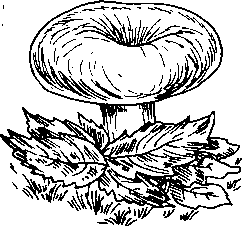 Раскраска гриб волнушк