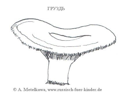 Груздь белый рисунок карандашом для детей