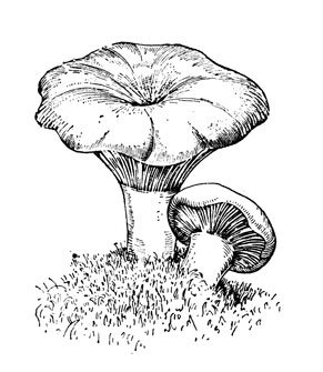 Гриб груздь раскраска