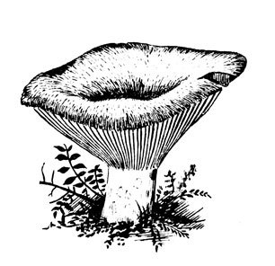 Раскраски грибы груздь (39 фото)