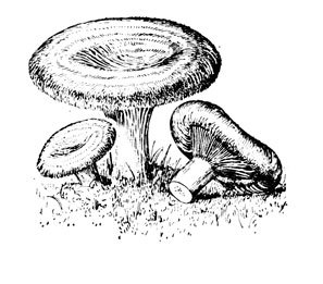 Раскраска гриб волнушка