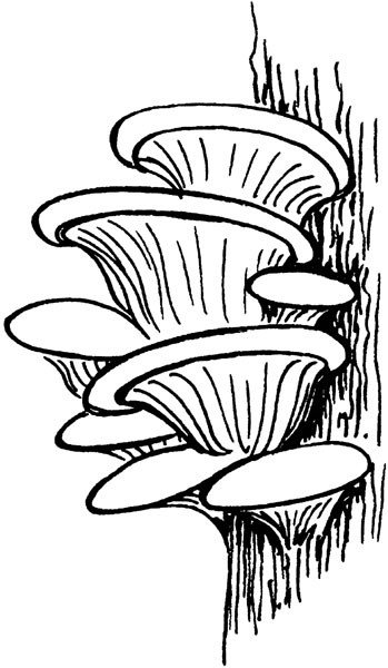 Раскраска гриб вёшенка