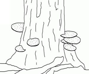 Гриб трутовик раскраска