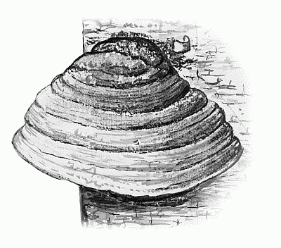 Строение гриба трутовика