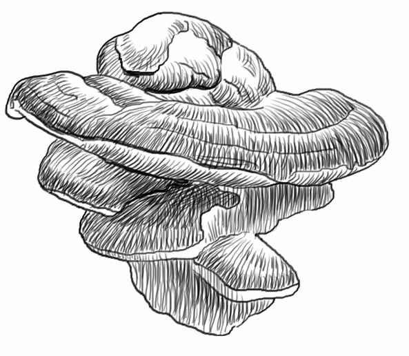 Гриб трутовик Графика