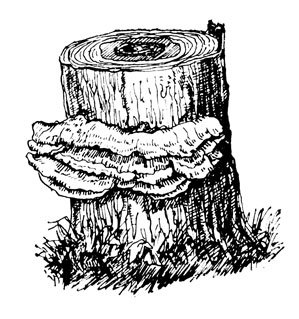 Гриб трутовик карандашом