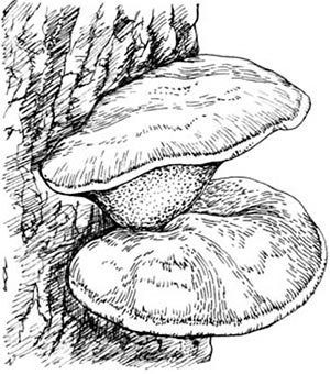 Гриб трутовик рисунок