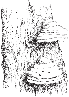 Гриб трутовик паразит рисунок