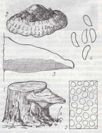 Строение гриба трутовика