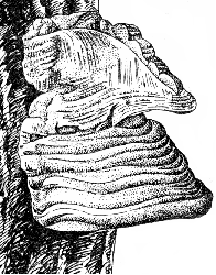 Гриб трутовик