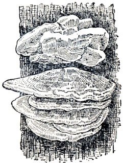 Раскраски трутовик гриб (41 фото)