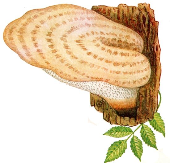 Гриб трутовик мультяшный