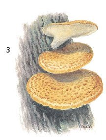 Гриб трутовик паразит рисунок