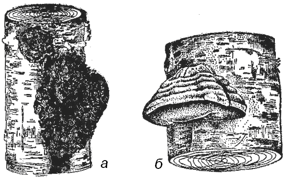 Плодовое тело чаги