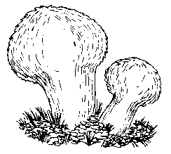 Гриб дождевик раскраска