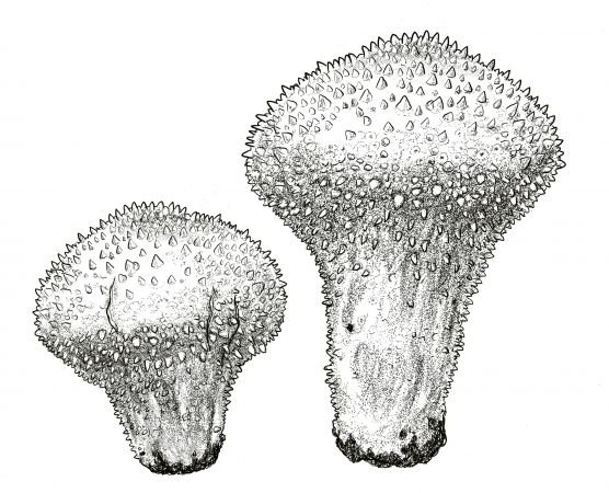 Дождевик гриб биология строение