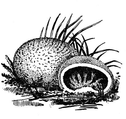 Ложнодождеви к раскраска