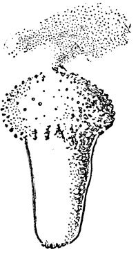 Дождевик гриб