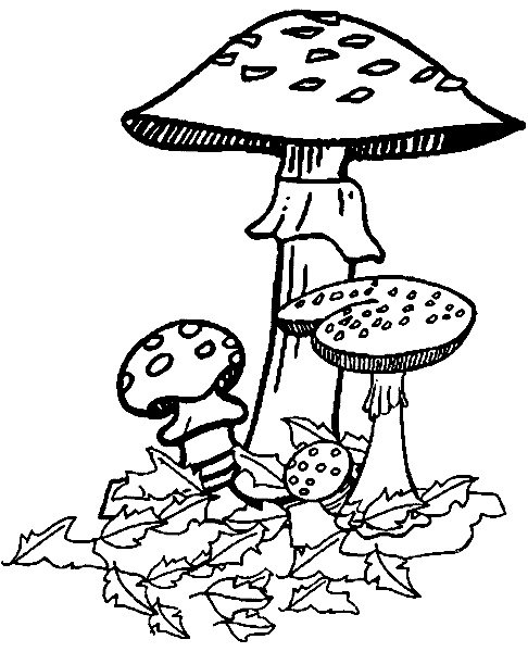 Гриб мухомор раскраска