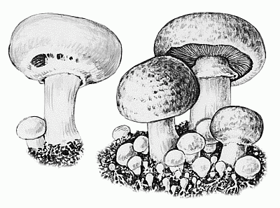 Шампиньон раскраска для детей