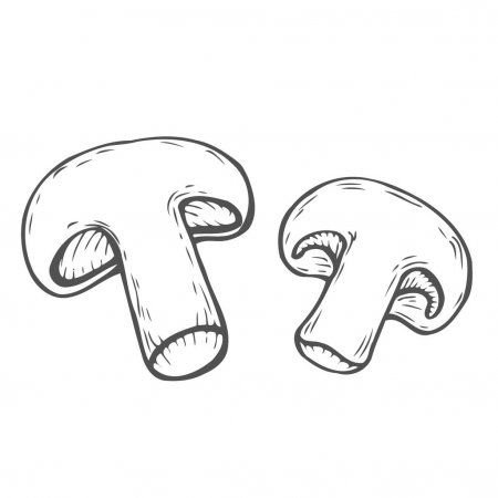 Раскраска гриб шампиньон