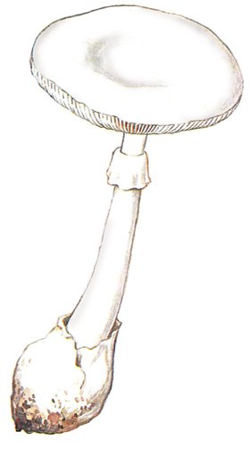 Бледная поганка гриб нарисовать