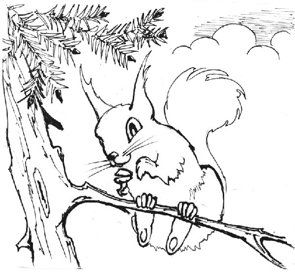Белка на ветке раскраска