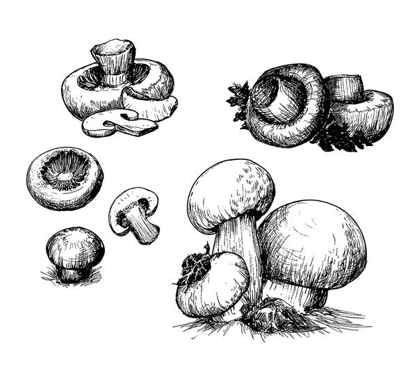 Шампиньоны Графика