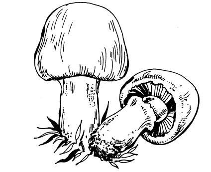 Раскраска гриб Валуй