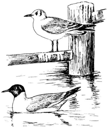 Озерные Чайки рисунок