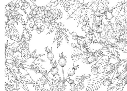 Менуэт раскраска антистресс