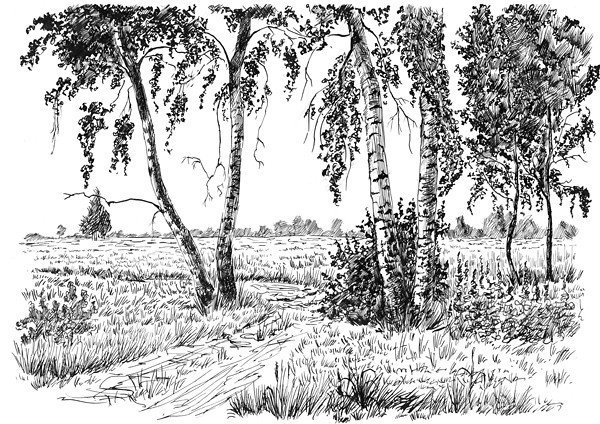 Береза Графика