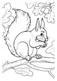 Белочка на ветке раскраска