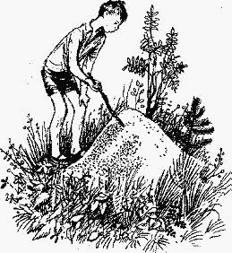 Муравейник в лесу разукрашка