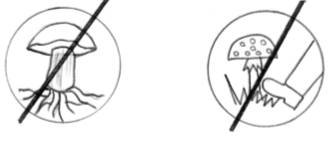 Экологические знаки про грибы