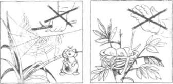 Раскраски по правилам поведения в лесу (32 фото)