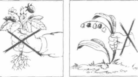 Раскраски на тему правила поведения в лесу (35 фото)