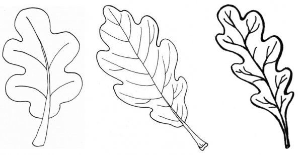 Листья дуба для вырезания