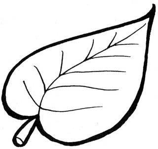 Лист яблони раскраска
