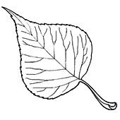 Лист тополя для раскрашивания