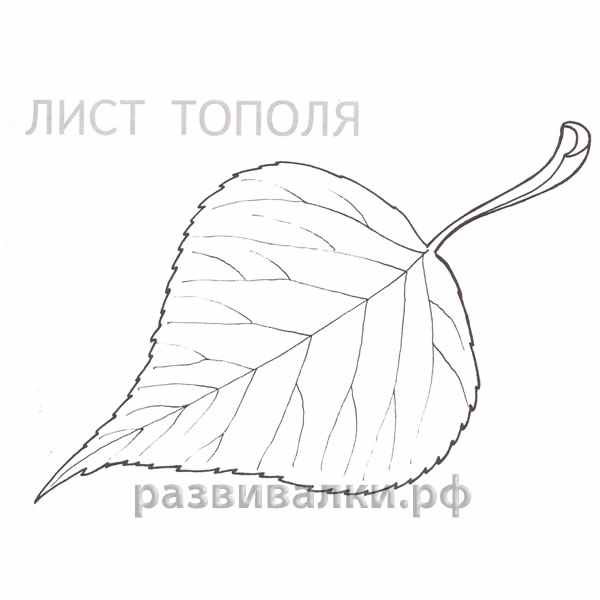 Лист тополя трафарет