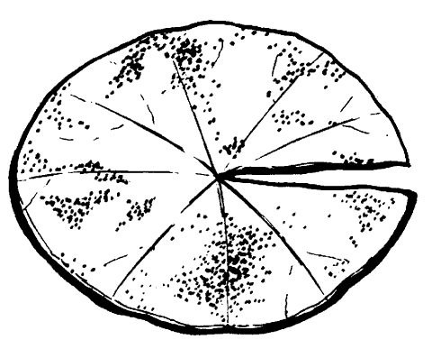 Лист кувшинки трафарет