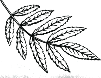 Лист рябины раскраска