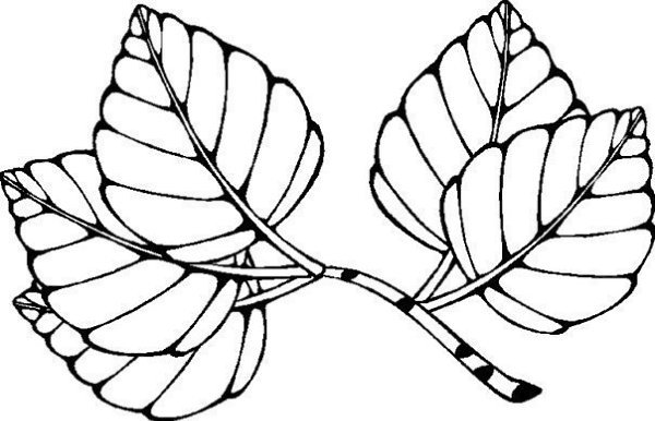 Ветка с листьями раскраска